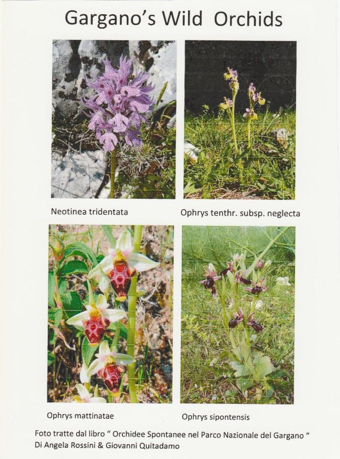 Orchidea Mattinata Parco Del Garganoアパートメント エクステリア 写真