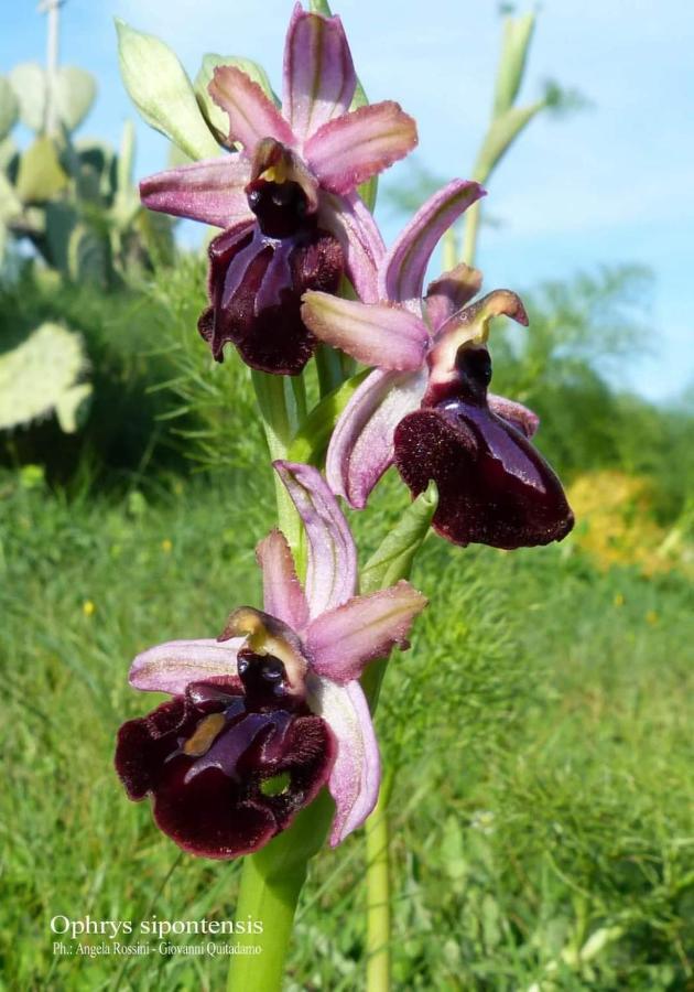 Orchidea Mattinata Parco Del Garganoアパートメント エクステリア 写真