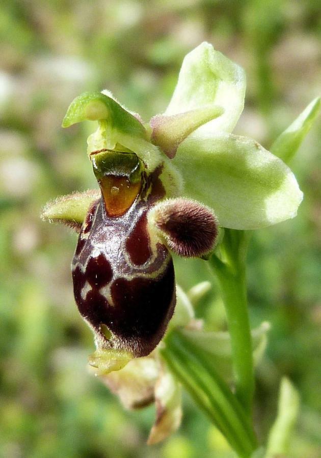 Orchidea Mattinata Parco Del Garganoアパートメント エクステリア 写真